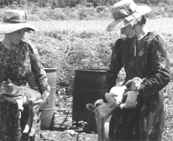 Girls & sheep Girls & sheep